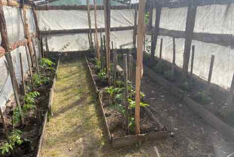 How to pasynkovat cucumbers in the greenhouse