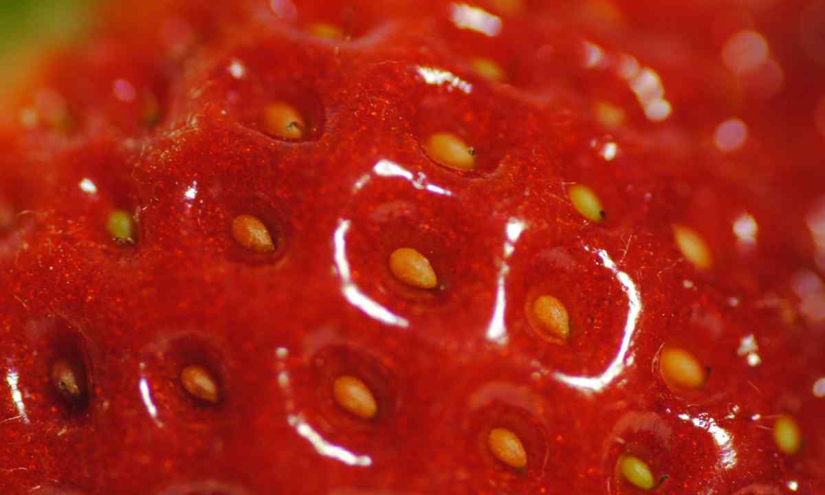 As it is correct to choose strawberry seeds