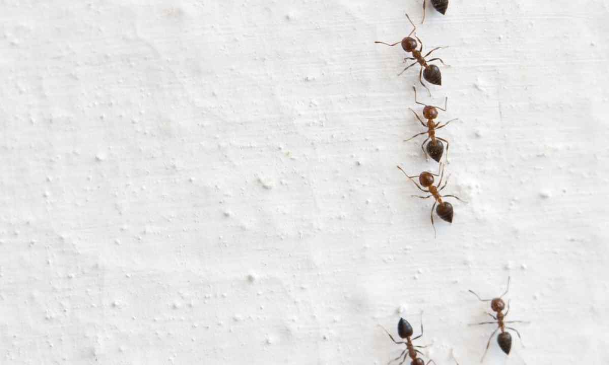 How to get rid of ants on kitchen garden