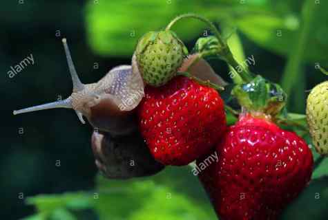 How to get rid of slugs on strawberry