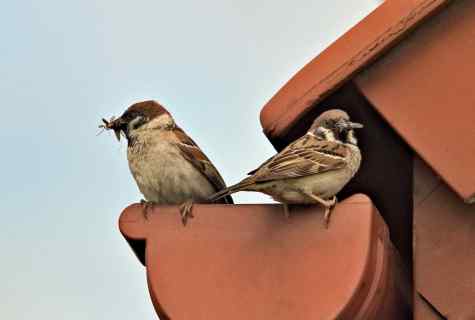 How to get rid of sparrows on the site