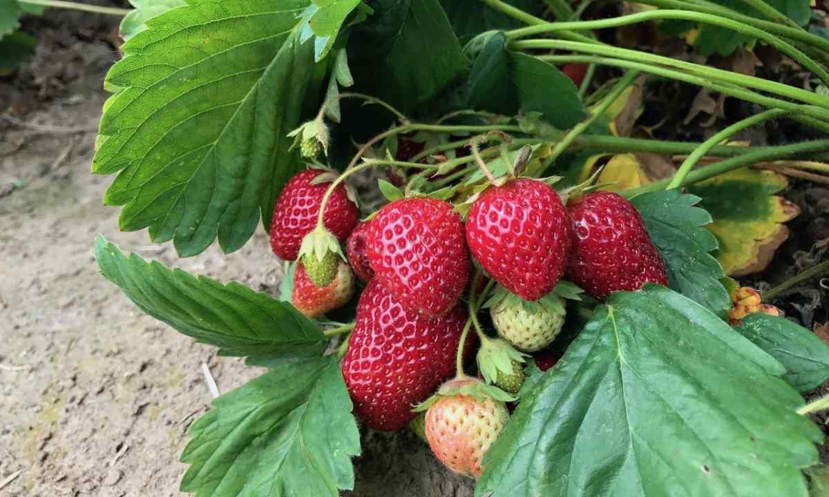 How to grow up strawberry harvest