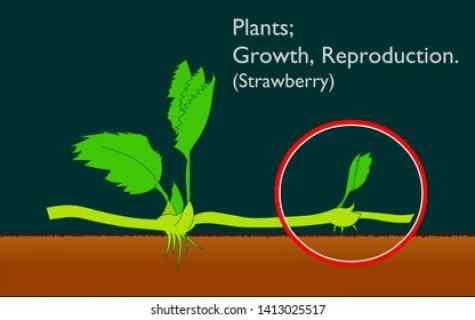 Ways of reproduction of strawberry