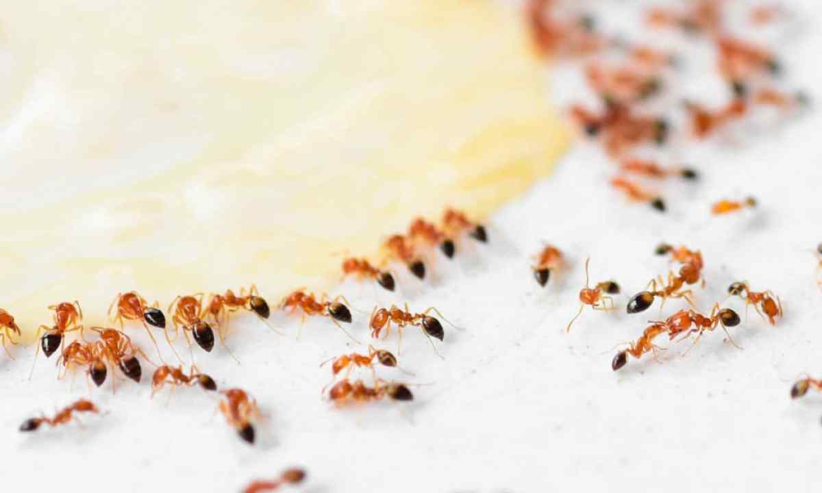How to remove ants on kitchen garden