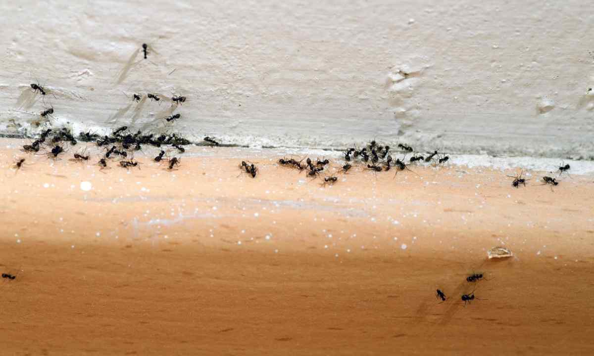 How to get rid of ants at the dacha
