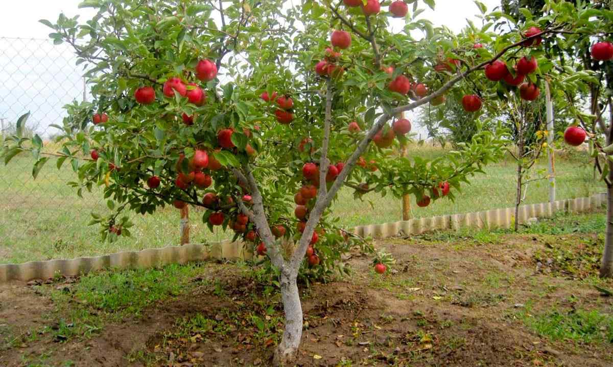 Forming of krone of apple-tree - necessary agrotechnical reception