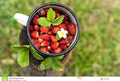 Reasons of withering of wild strawberry