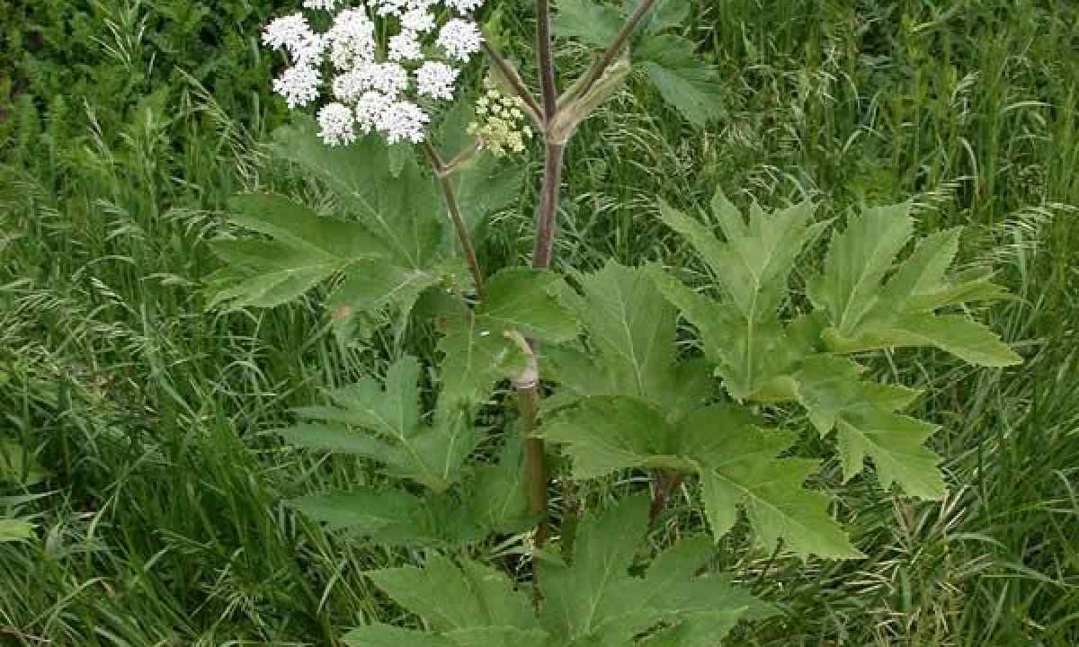 How to remove cow-parsnip