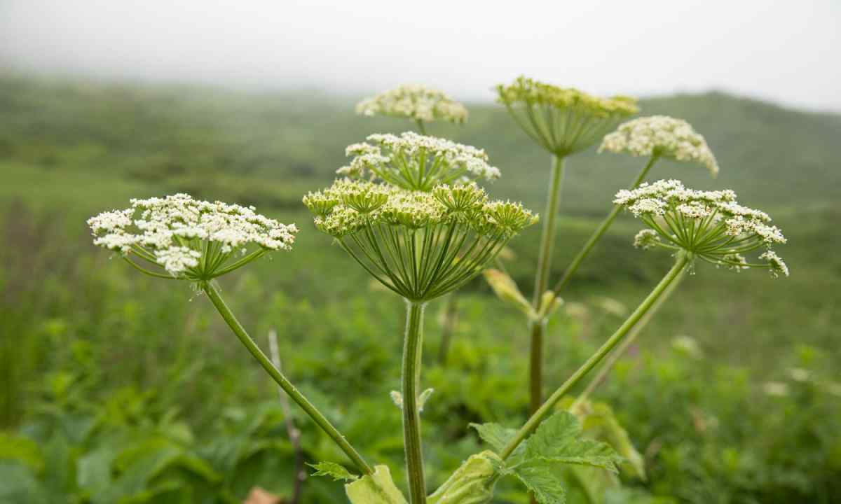 How to fight against cow-parsnip on the seasonal dacha