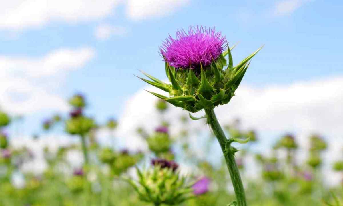 How to get rid of sow-thistle