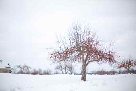 As at winter to keep apple-trees