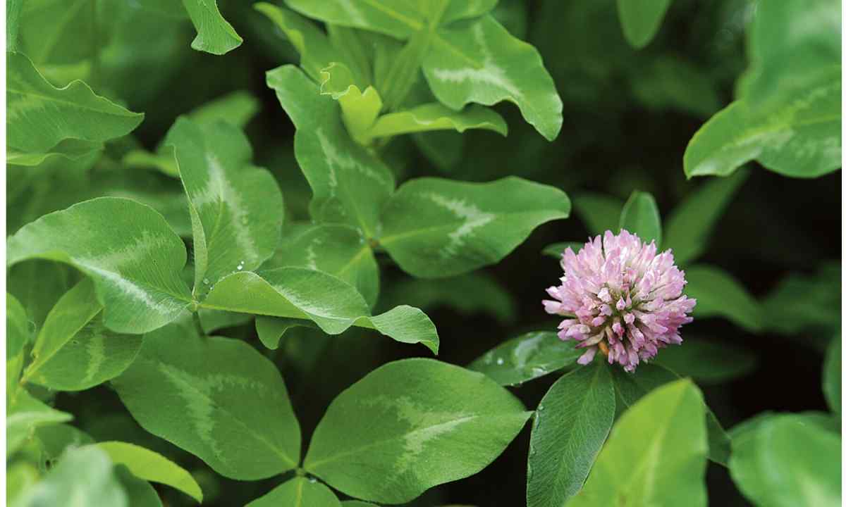 How to seed clover