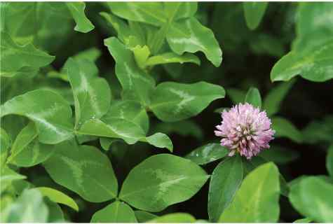 How to seed clover
