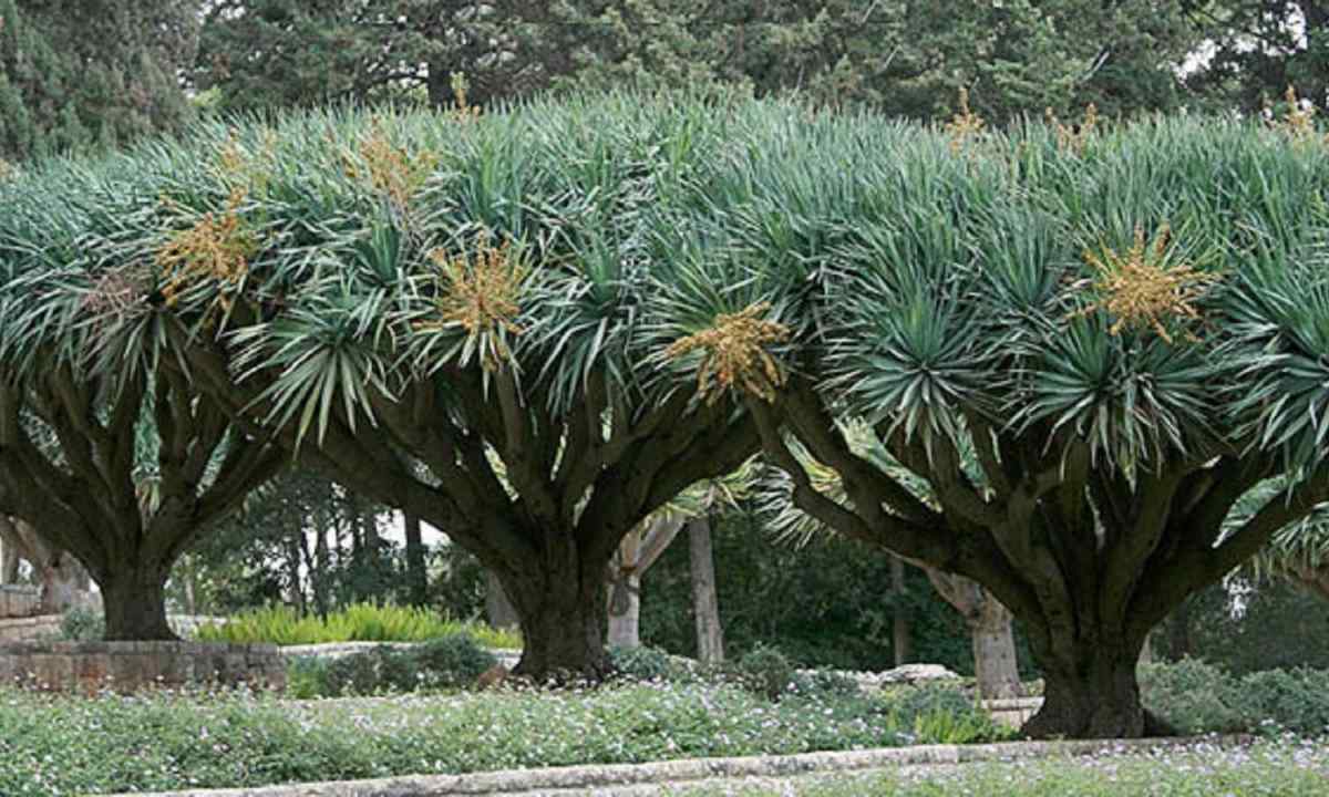 How to choose and plant dragon tree