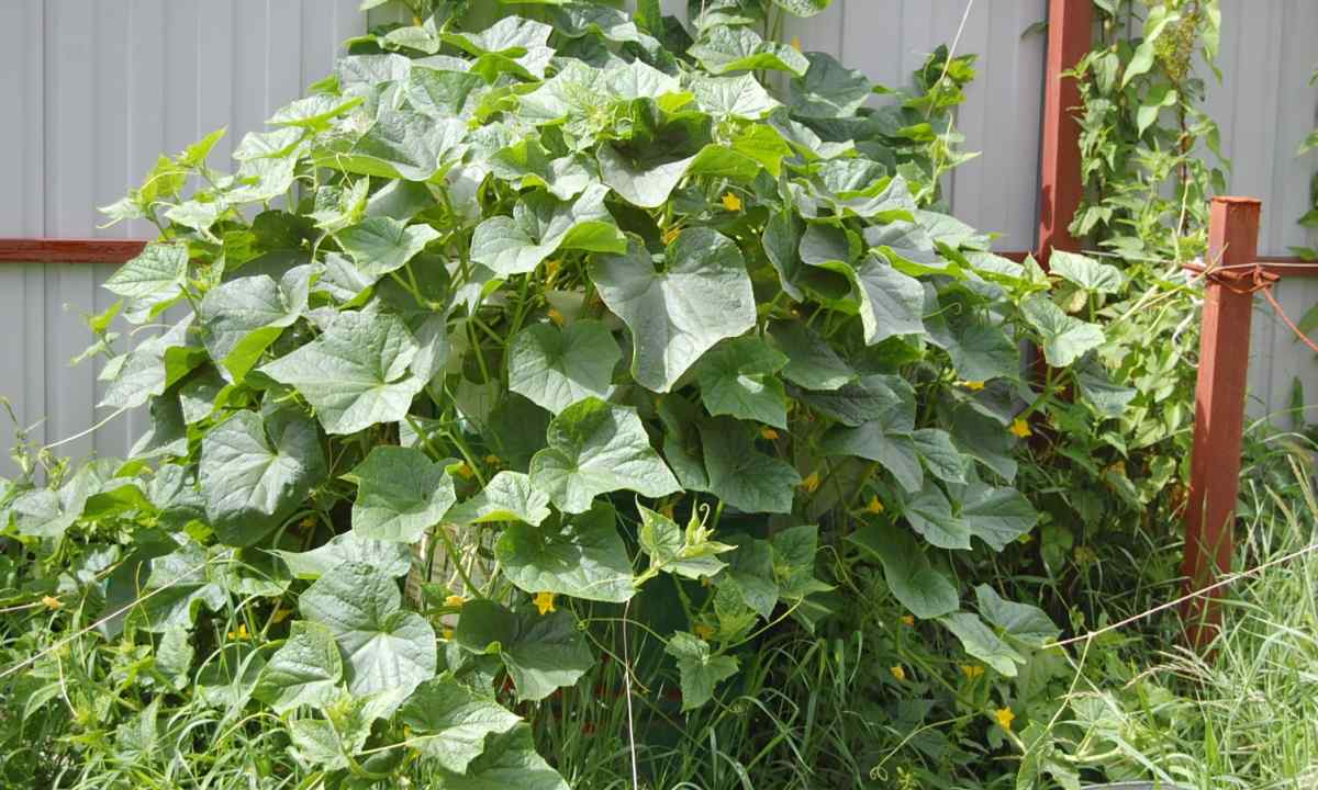 Cultivation of cucumbers in flank: pluses and minuses