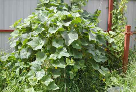 Cultivation of cucumbers in flank: pluses and minuses