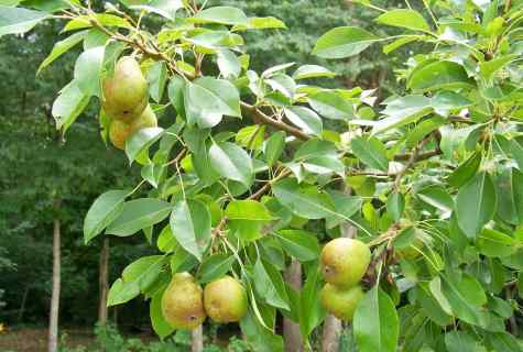 How to plant pear at the dacha