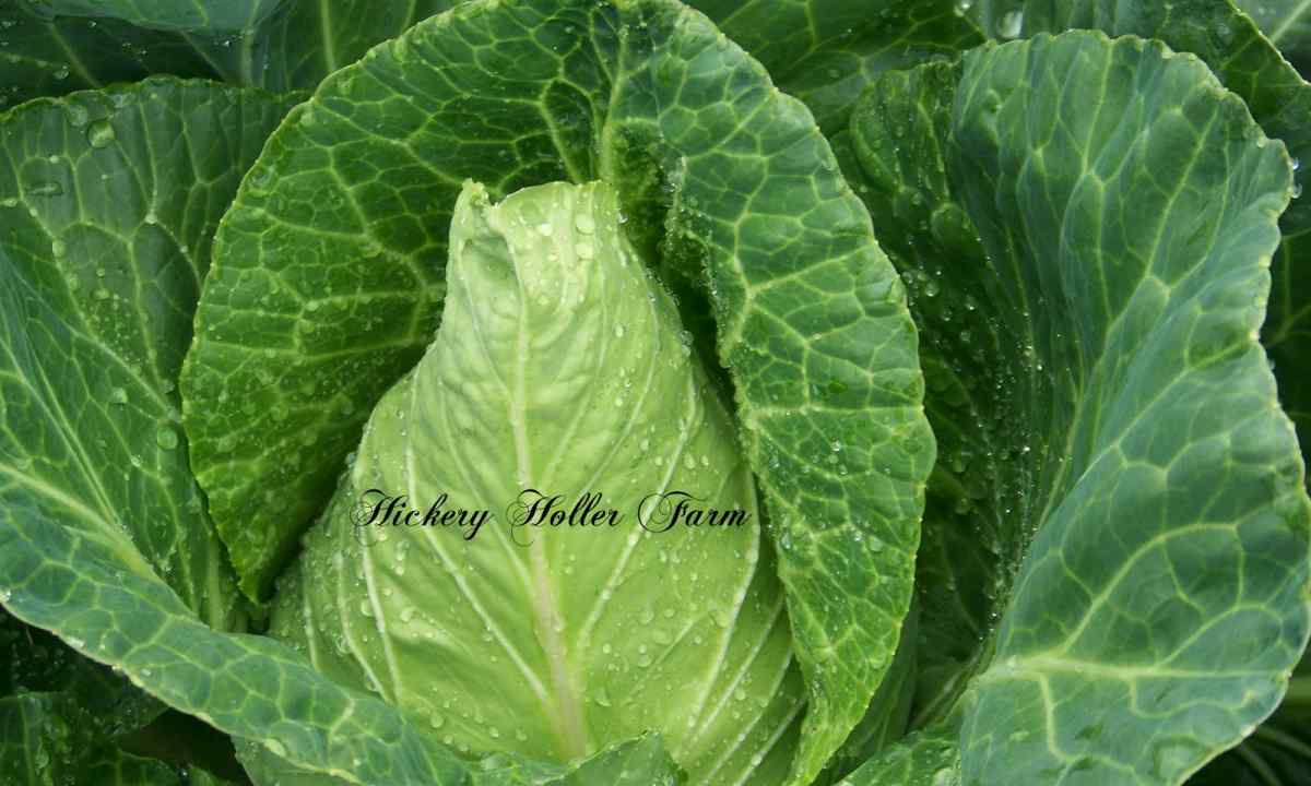 As it is correct to plant cabbage
