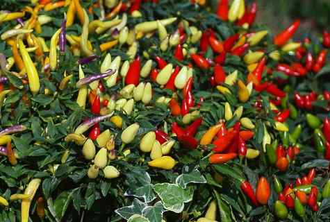 How to plant paprika