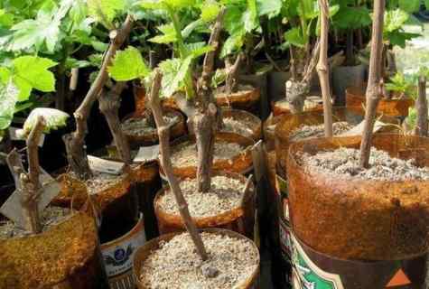 How to plant grapes from shank
