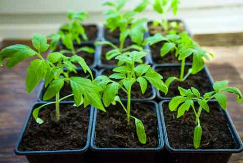 How to grow up good seedling tomato