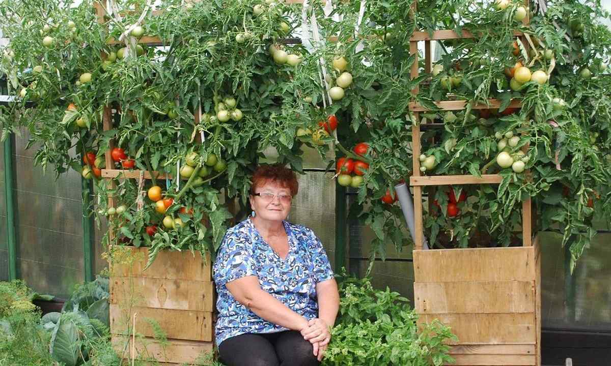 How to grow up large tomatoes