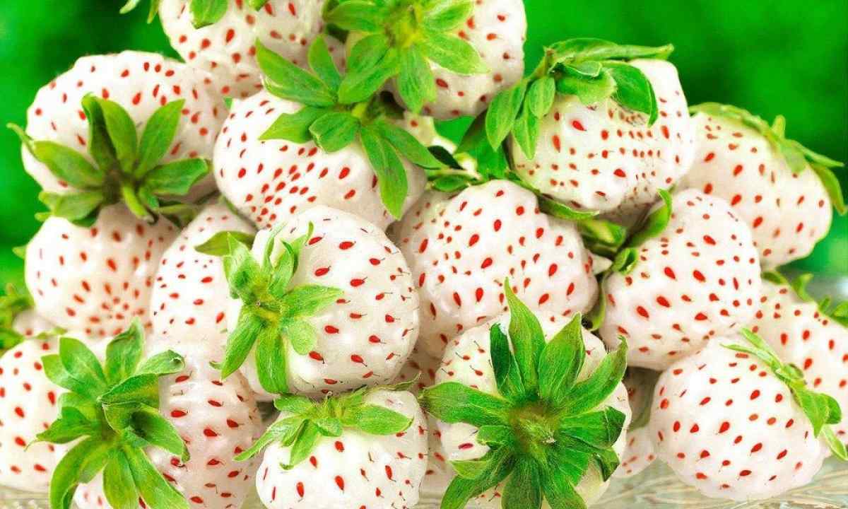 How to plant strawberry seeds