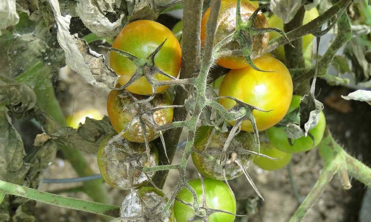 How to protect tomatoes from phytophthora