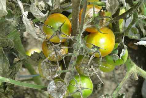 How to protect tomatoes from phytophthora