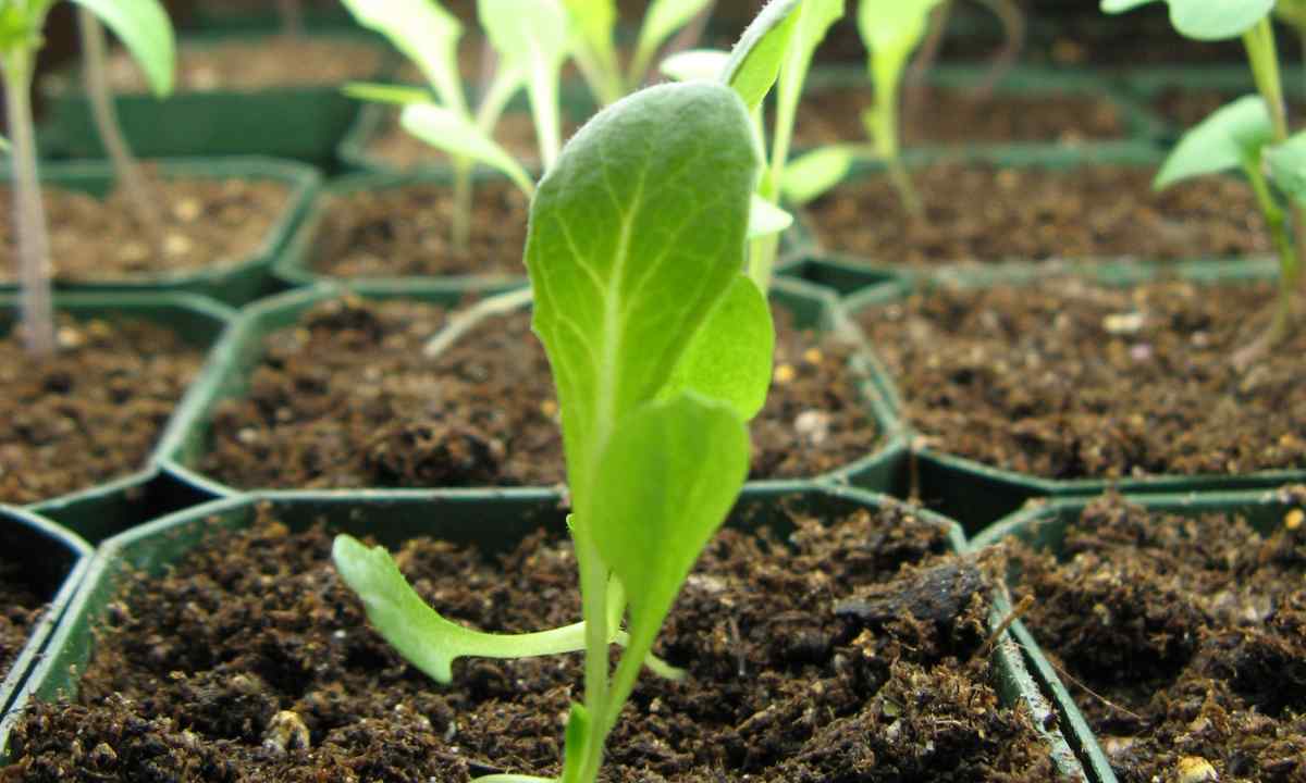 How to plant cabbage seeds on seedling