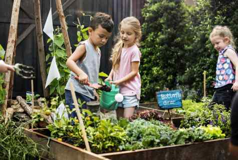How to grow up on the garden site to knyazhenik