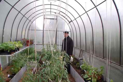 How to tie up tomatoes in the greenhouse from polycarbonate