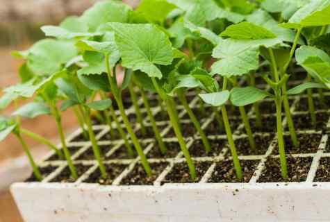 Cultivation of seedling of cucumbers
