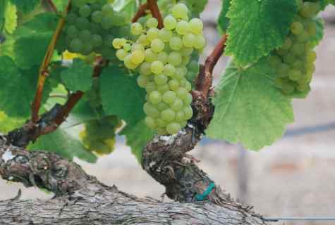 How to grow up the Amur grapes
