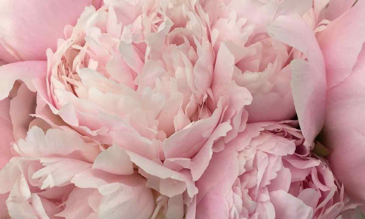 As it is correct to look after peonies