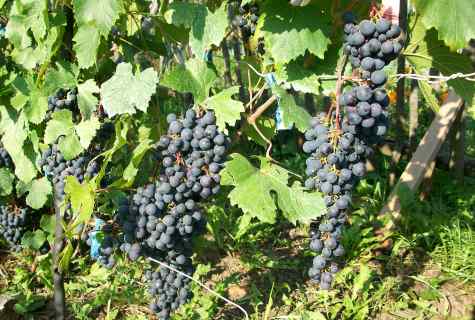 How to grow up grapes in the Urals