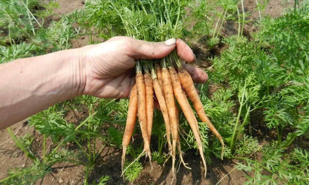 How to plant correctly carrots