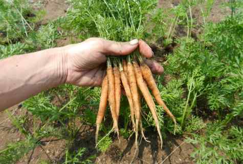 How to plant correctly carrots