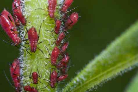 How to get rid of plant louse on roses
