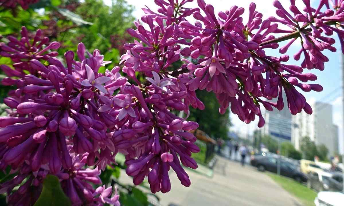 Hungarian lilac: description, landing, leaving