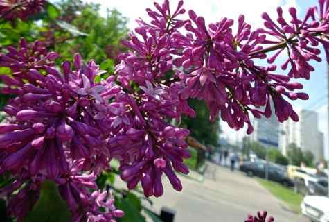 Hungarian lilac: description, landing, leaving