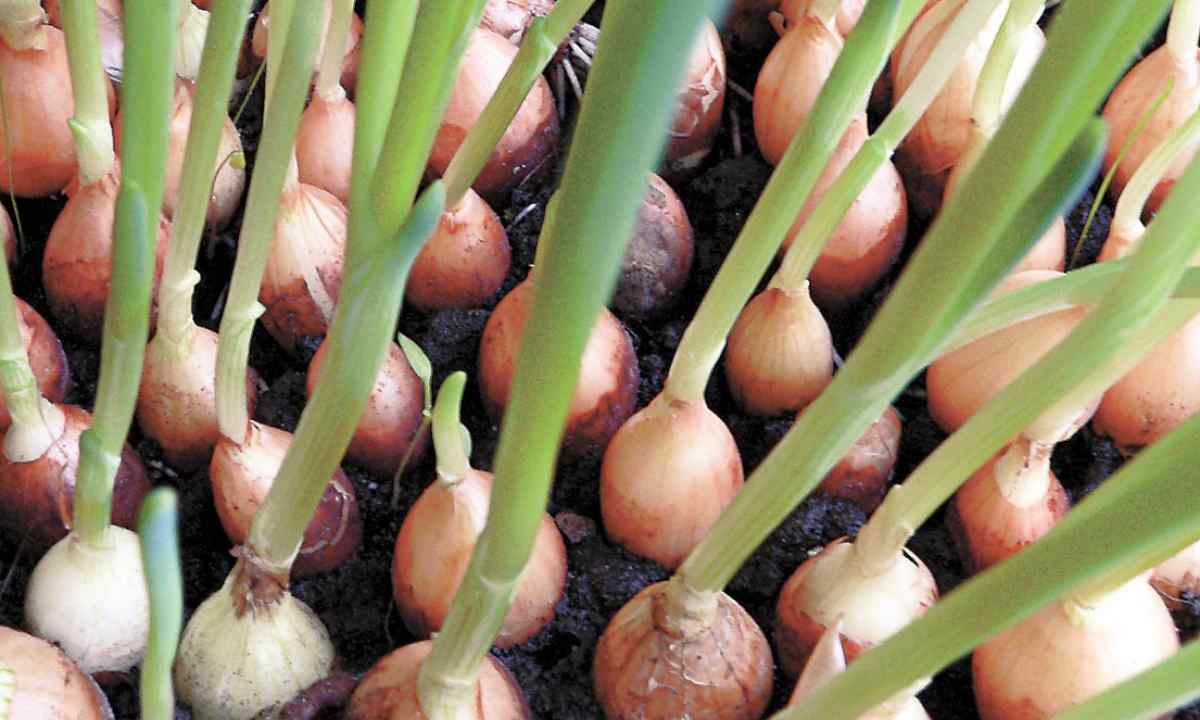 How to grow up house green onions