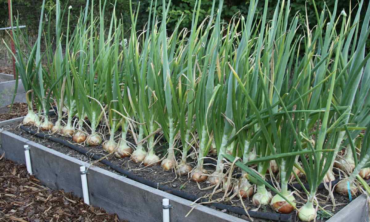 How to plant house onions