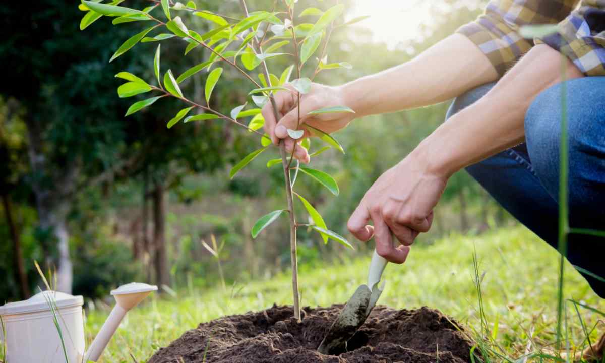 How to process garden trees