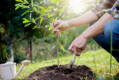 How to process garden trees