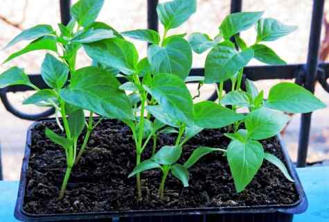 How to plant pepper on seedling in house conditions