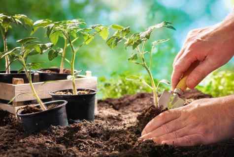 Cultivation of seedling of tomatoes