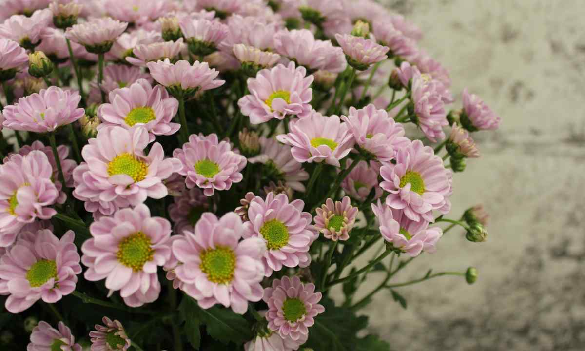 How to grow up chrysanthemum from bouquet