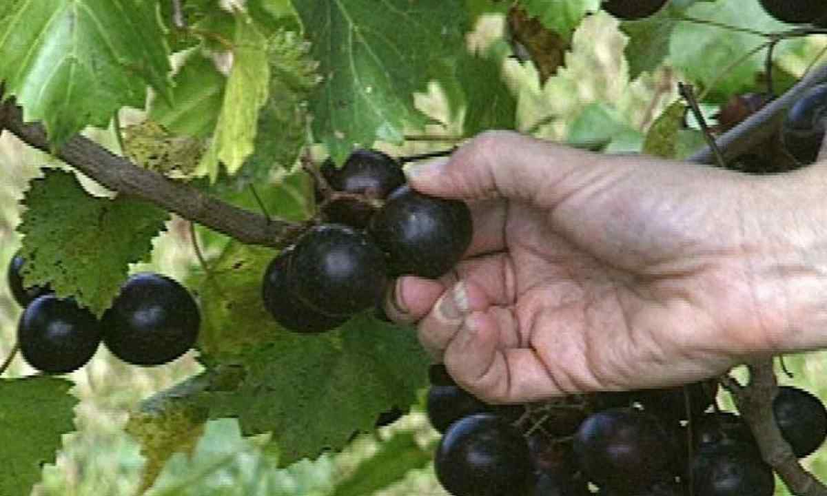 How to grow up grapes saplings