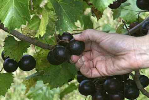 How to grow up grapes saplings
